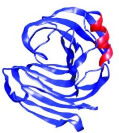 A model of the enzyme xylanase—a complex machine made up of precise sequence of amino acids