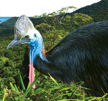 Cassowary