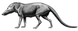 Pakicetus