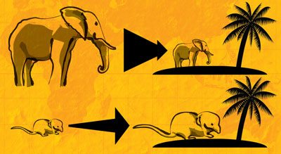 diagram showing elephants becoming smaller and shrews becoming bigger