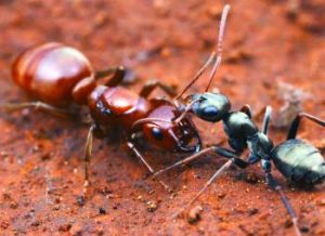 A slave-raiding ant (the red polyergus breviceps) with its slave Formica argentea.