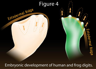 EmbryonicDevelopment