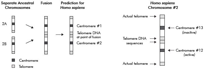 Figure 1. Depiction of a hypothetical scenario where chimpanzee chromosomes 2A and 2B supposedly fuse to form human chromosome 2. The prediction is on
the left and the results, according to Miller ref. 4, pp. 106, 107, on the right. Miller’s prediction was falsified, and thus the diagram on the left does not fit with the facts
shown in both parts 1 and 2 of this study.