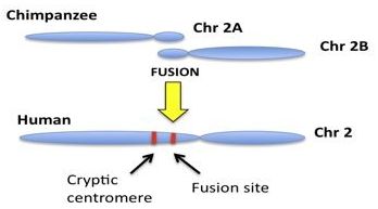 Figure 1. Depiction of a hypothetical scenario where chimpanzee chromosomes 2A and 2B supposedly fuse to form human chromosome 2. The two sites showing where the fusion occurred and an inactivated cryptic centromere are depicted.