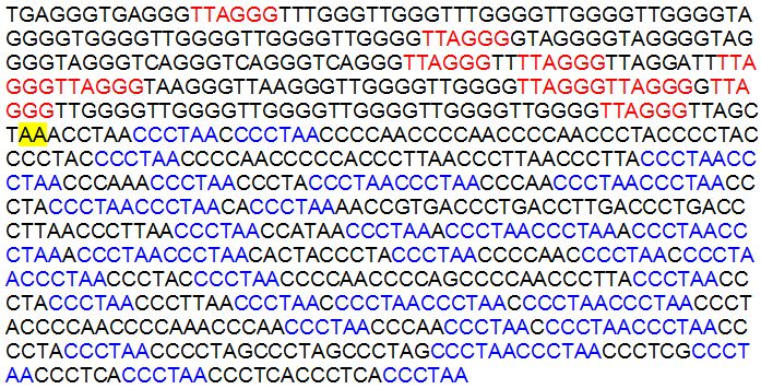 Figure 2. The 798 bp core sequence surrounding the fusion site on human chromosome 2 used for BLASTN searches against the most recent builds of the human and chimpanzee genomes. Intact telomeric motifs are highlighted in red and blue for TTAGGGn and its reverse complement (CCCTAA)n, respectively. The hypothetical head-to-head fusion site has a yellow background.