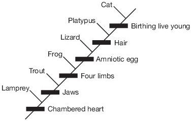 Figure 1. Rooted cladogram of vertebrates based on analysis performed in table 1. This gives the illusion that ancestor–descendant relationships have been identified. However, none of the nodes (hypothetical ancestors) have been identified; the only identified organisms are at the end of the branches.