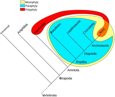 Figure 4. Comparison of phylogenetic groups, showing a monophyly (all descendants of the first reptiles), a paraphyly (descendants of reptiles, minus birds), and a polyphyly (warm-blooded animals: mammals and birds).