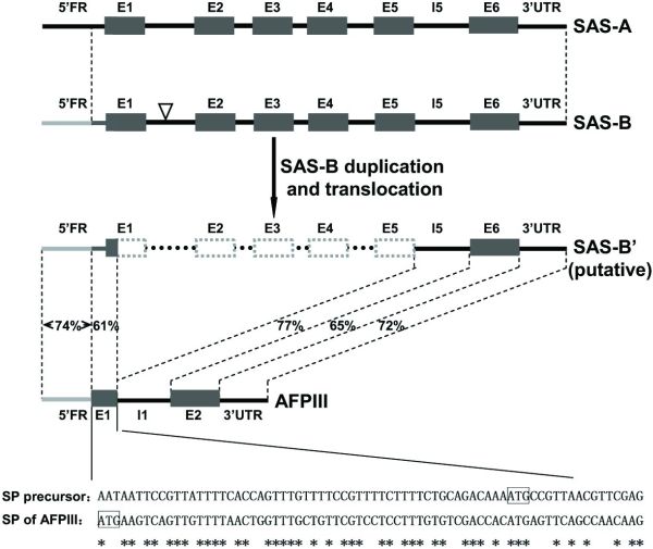 Figure 1. Molecular evolution of AFPIII from SAS-B. One daughter SAS-B duplicate (SAS-B’) underwent N-terminal domain deletion (seventh codon
of E1 through E5) and neofunctionalization into AFPIII. Regions in SAS-B’ corresponding to the regions in the two-exon AFPIII gene are indicated with dark grey for
the two genes, with nucleotide sequence identities given. The partly non-protein-coding signal peptide (SP) precursor sequence in SAS-B’ that was modified to become a coding
sequence for the AFPIII signal peptide is shown at the bottom. LdSAS-A lacks the 5’ flanking sequence homology (grey bar) with LdSAS-B and AFPIII; thus, it is not the evolutionary
progenitor to AFPIII. (From Deng et al., ref. 2, p. 21595.)