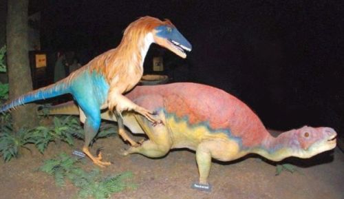 Figure 1. A display of a feathered Deinonychus attacking a duck-billed dinosaur, Museum of the Rockies, Bozeman, Montana.