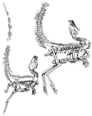 Figure 2. Drawings of two Sinosauropteryx prima fossils from China. Note the bent necks, tails, and limbs at the joints, which is the ‘death
throes position’. (From Currie and Chen, ref. 23.)