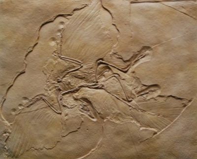 Figure 3. Replica of Archaeopteryx displayed at the Museum of the Rockies, Bozeman, Montana.