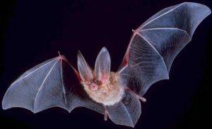 big-eared bat