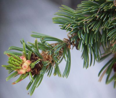 Bristlecone Pine