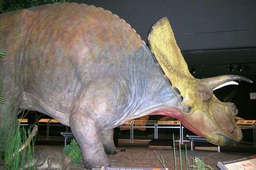 Figure 2. Adult Triceratops from the Museum of the Rockies, Bozeman, Montana, US.