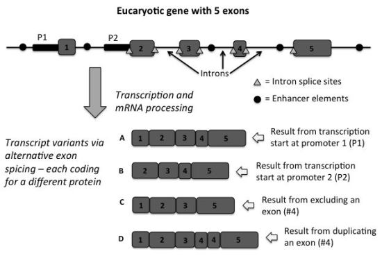 Figure 1. Diagram of a hypothetical eukaryotic gene with 5 exons (protein coding regions). As illustrated, the various non-coding areas upstream, 
within intron regions, and downstream of the exons, contain key control features that provide the ability to produce multiple variants of messenger RNAs (transcripts). This results 
in multiple unique proteins being produced from a single gene via the creative usage and placement of a wide variety of non-coding DNA information.