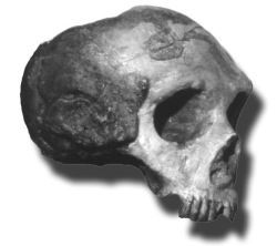 The Neandertal Gibraltar 1 cranium was found in Forbes’ Quarry, Gibraltar, prior to 1948, and is said to be the first adult Neandertal 
cranium discovered (though it was not recognized as such until after the discovery of the original Neandertal fossils in the Feldhofer cave, Germany in 1856).