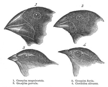 Darwin’s drawings of four finch beaks from his Journal of Researches 2nd ed., 1845, p. 379. Modern long-term research has established that the beak size within the species changes as the food supply changes. 