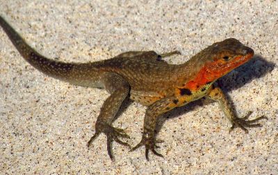 Male lava lizards do push-ups to establish their territory and attract females.