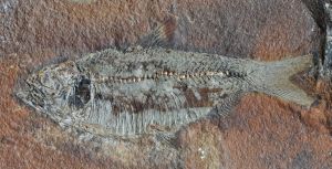 9392-fish-fossil