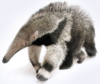 Southern Anteater (Tamandua tetradactyla) in defensive posture