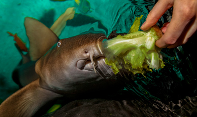 Vegetarian-shark