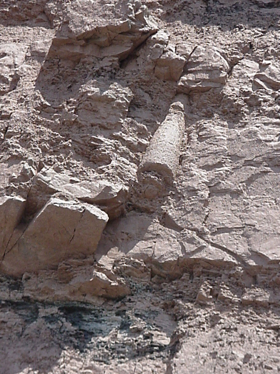 Polystrate fossils evidence for a young earth (Finnish)