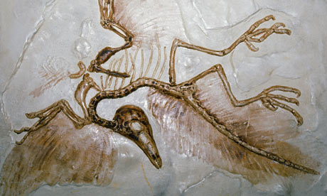 archaeopteryx