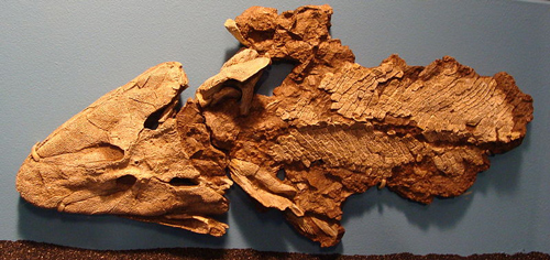 Tiktaalik