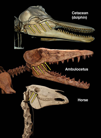 ambulocetus skull