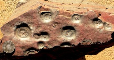 Fossil jellyfish pilbara