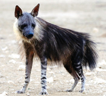 brown-hyena