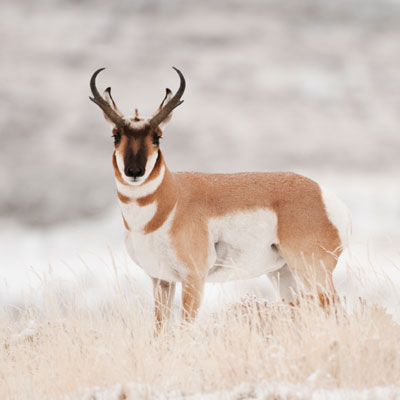 pronghorn