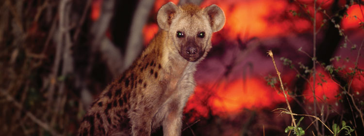 spotted-hyena