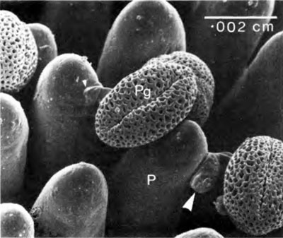 pollen-grains