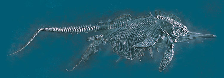 Ichthyosaur birth graveyard soft tissue