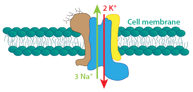 Na-K-ATPase-pump