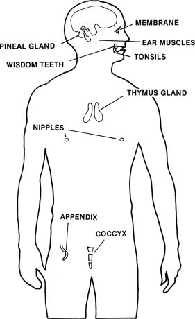 vestigial-1