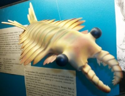 fig-1-anomalocaris-model