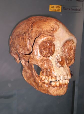 Homo habilis—A Premature Discovery: Remembered by One of Its