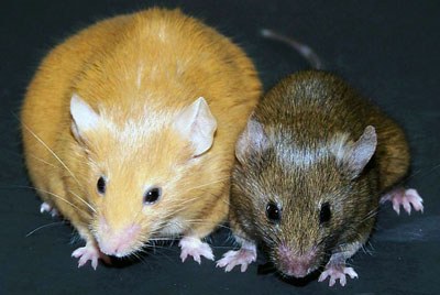 Agouti-mice