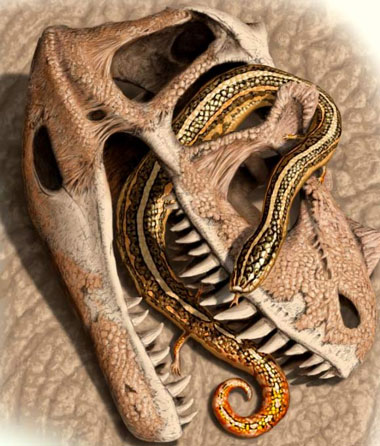 Diablophis-gilmorei