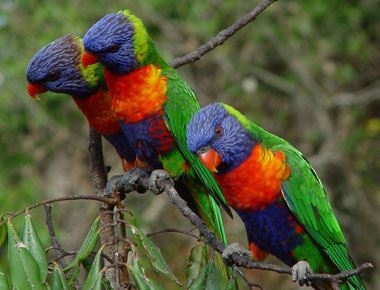 lorikeets