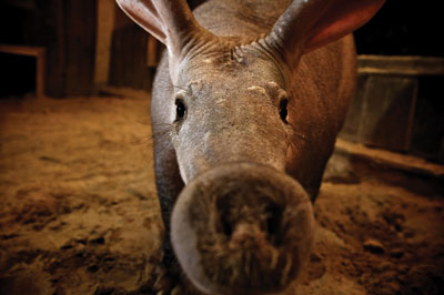 aardvark-closeup