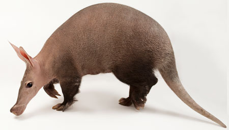 aardvark-side