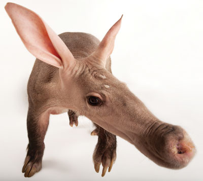 aardvark