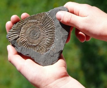 fossil-rock