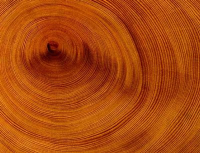 tree-rings