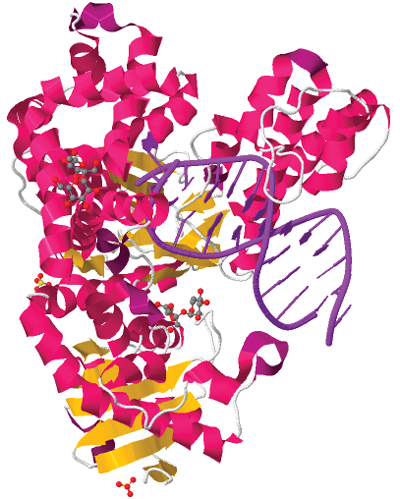 polymerase