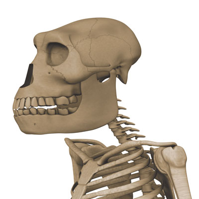 Australopithecus-skeleton