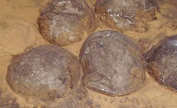 dino-eggs-2